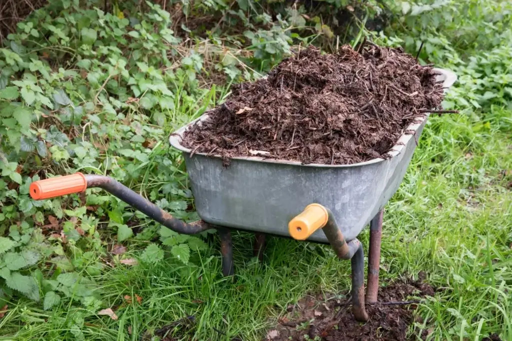 Fertislise you Garden. Compost in wheelbarrow
